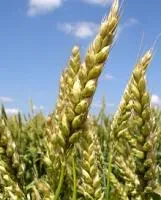 Семена пшеницы яровой Образцовая