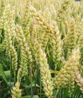 Пшеница мягкая озимая Новосибирская 40