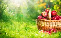 Тест-драйв комбайна для сбора яблок в вашем саду