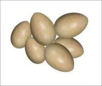 Яйцо инкубационное гусиное породы Белые Итальянские