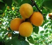 Саженцы абрикоса "Кичигинский"