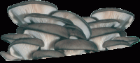 Субстратные грибные блоки Вешенка готовые к плодоношению