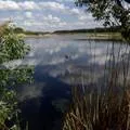 Малек карп, белый амур (около 3 см)