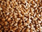 Пшеница продовольственная