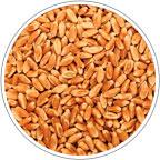 Семена яровой пшеницы Новосибирская 15