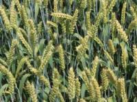 Семена пшеницы яровой мягкой сорт Калинка (НОВИНКА)