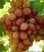 Саженцы винограда ЛИВИЯ