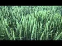 Насіння озимої пшениці — Подолянка