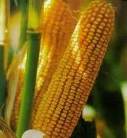 Насіння кукурудзи Подільський 274 СВ