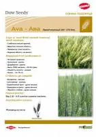 Канадська озима пшениця АВА