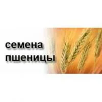 Озимая пшеница "Гром" ЭС/РС1