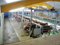 Доильный зал для коров Елочка с быстрым выходом EuroComfort 60° FE