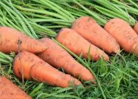 Семена моркови Шантане Ройял, 100 гр