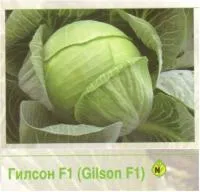 Семена белокочанной капусты Гилсон F1 (2500с)