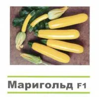 Семена кабачка Маригольд F1 (1000 семян)