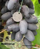 Саженцы винограда Байконур