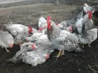 Суточные цыплята кур породы Борковская барвыстая