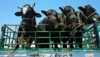 Перевозка скота коровы, лошади, свиньи