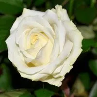 Роза Аваланж (чайно-гибридная, белая) С7