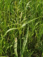 Семена суданской травы "КИНЕЛЬСКАЯ-100", репр. РС1