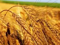 Семена яровой пшеницы Новосибирская 41, репр. ЭС