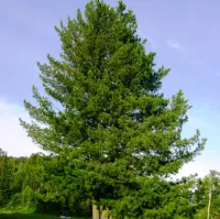 Кедр сибирский Pinus sibirica