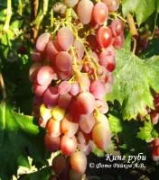 Саженцы винограда Кинг руби устойчивый