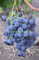 Саженцы винограда Рошфор
