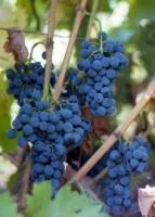 Саженцы винограда Каберне Кортис