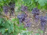 Саженцы винограда Мускат Новошахтинский