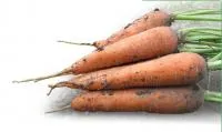 Семена моркови KS 7 F1