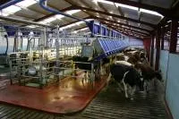 Доильные залы компании Dairymaster