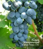 Саженцы винограда Антей Магарачский
