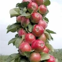 Саженцы яблони колоновидной