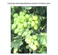Саженцы винограда Деметра