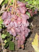 Саженцы винограда Юбилей Новочеркасска