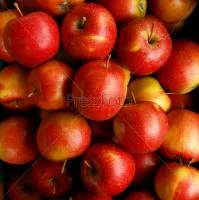 Яблоки свежие сорта Элиза