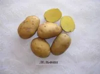Семена картофеля Дельфин