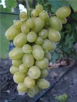Саженцы винограда Сашенька