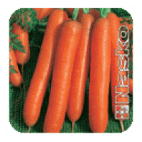 Семена моркови Кадриль