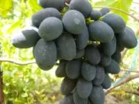 Саженцы винограда Кодрянка 218