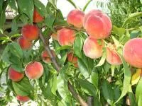 Саженцы персика Ред Хавен