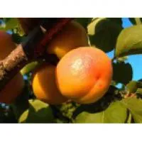 Саженцы абрикоса Ананасный