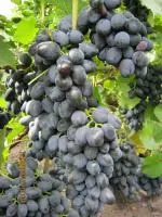 Черенки винограда Чарли