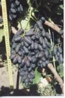 Саженцы винограда кишмиш Тип Блека фингера