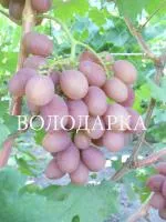 Саженцы винограда Новочеркасский красный