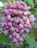 Саженцы винограда Водограй