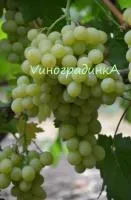 Саженцы винограда Саграйон