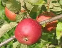 Саженцы яблони Поспех