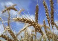 Семена пшеницы озимой Лист 25